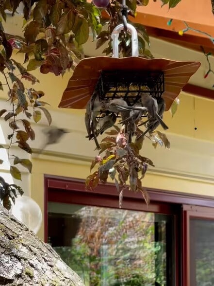 backyard birds at the suet feeder - 4054 NE Rodney Ave