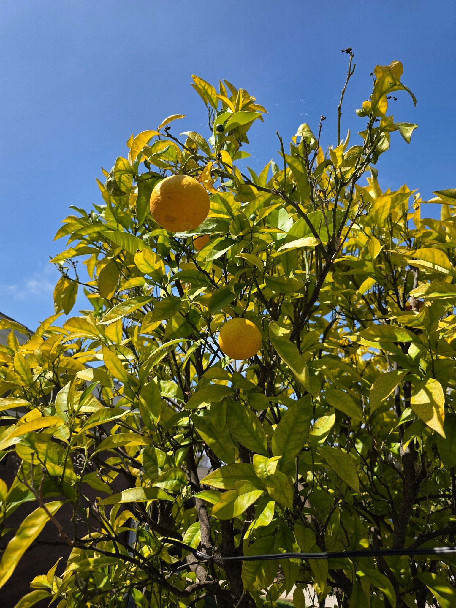 Building Photo - 6097 Charae St