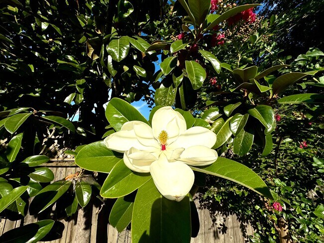 Building Photo - Lovely one level home in Northwest Santa R...