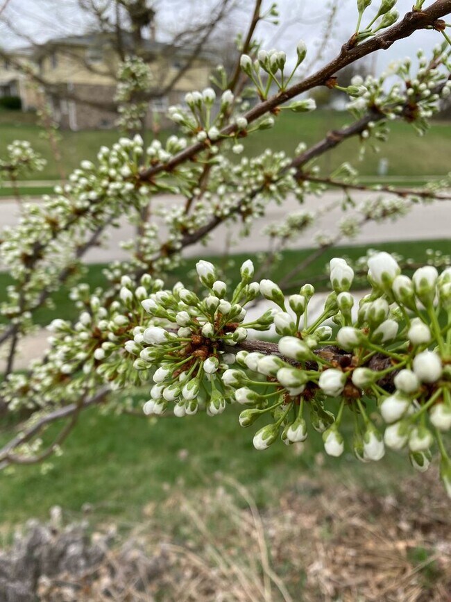 Building Photo - Remodeled 3 Bedroom 1.5 Bath Townhome with Full Basement