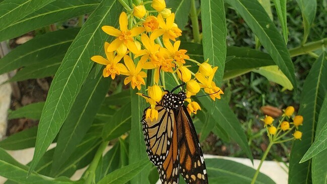 Building Photo - 486 Pinewood St