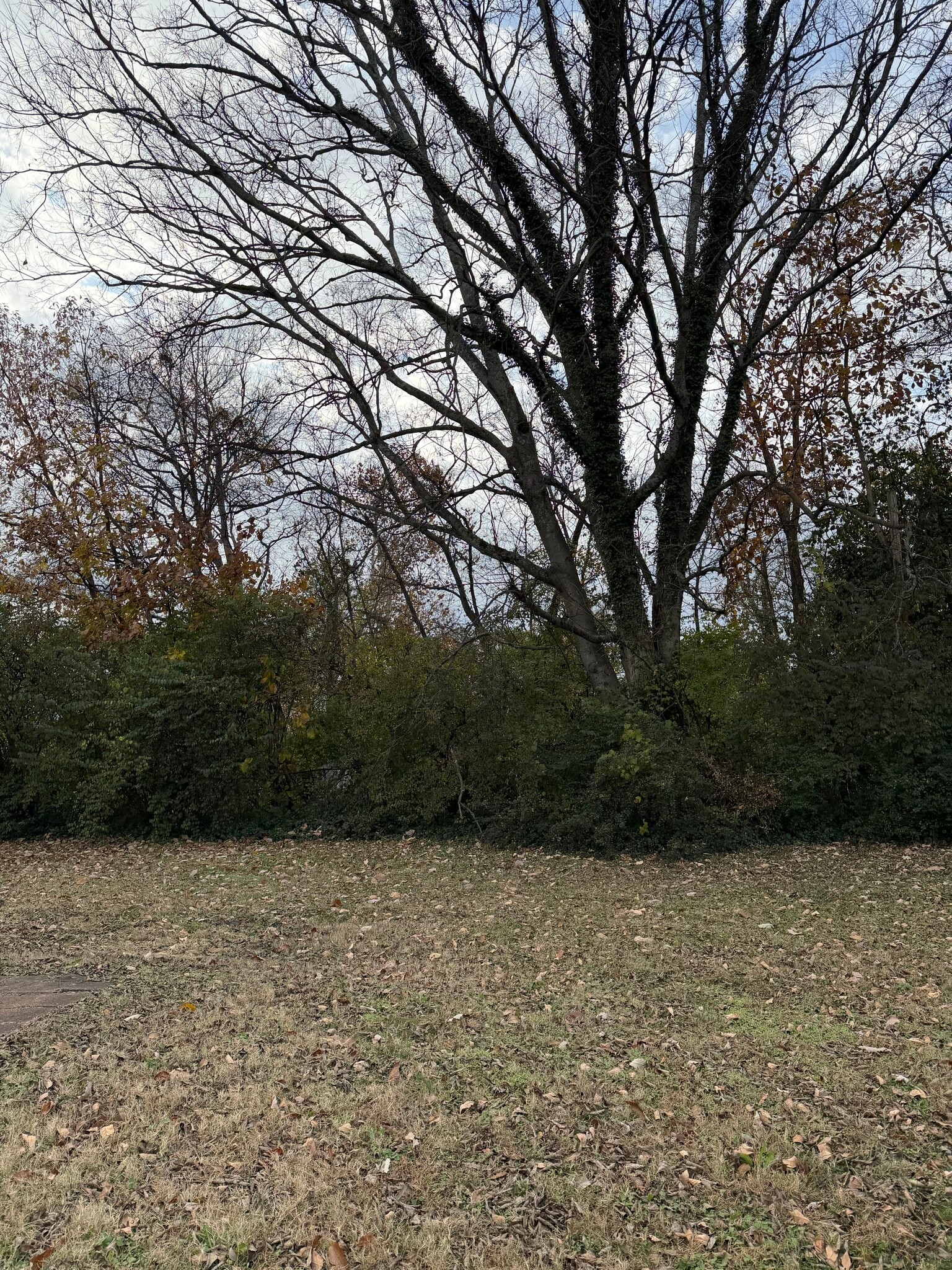 Park like setting in back yard - 111 Cash Ln