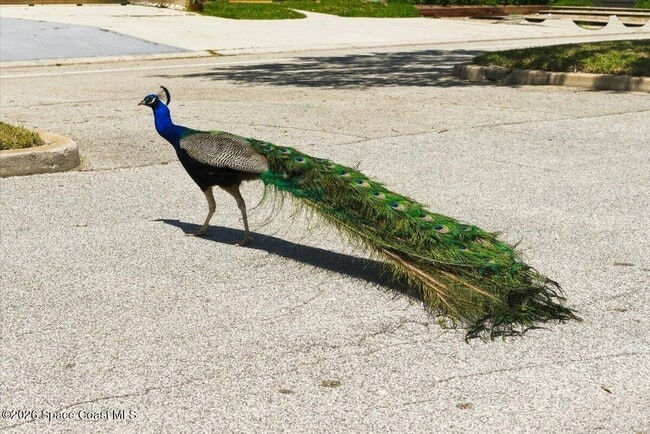 Building Photo - 286 Canaveral Beach Blvd