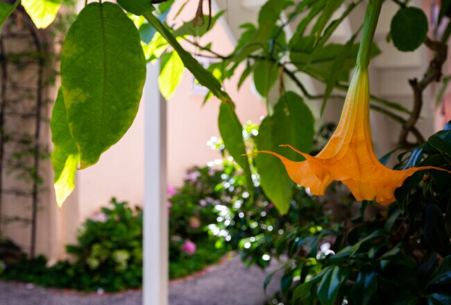 Garden Flowers - 848 17th St