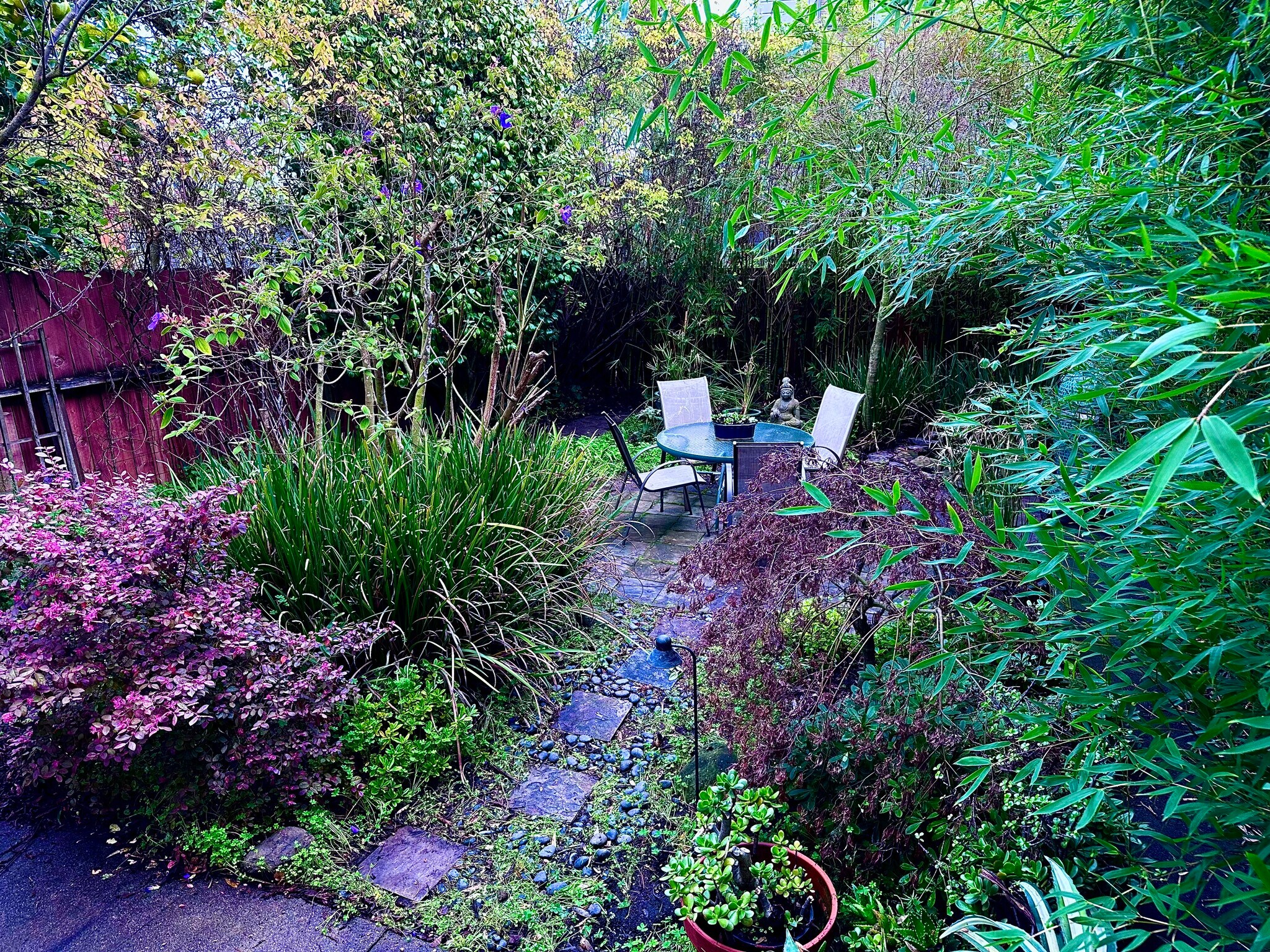 Backyard sanctuary - 645 San Jose Ave