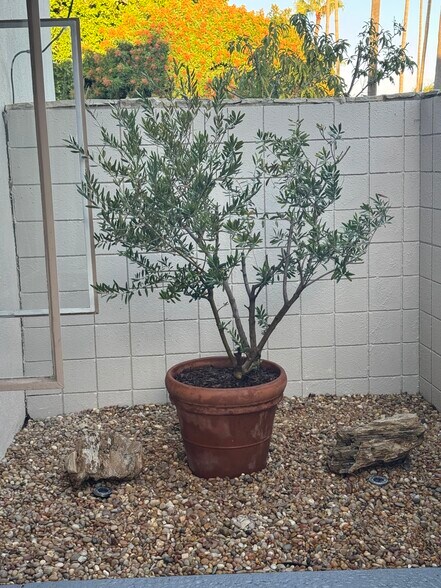 Olive tree in patio - 241 S Barrington Ave
