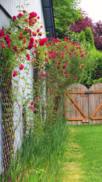 Roses, Irises, Butterfly Bush - 9314 NE 68th St