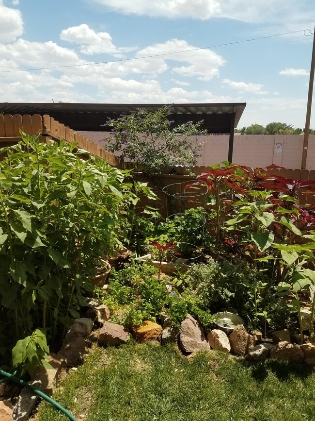 Backyard/garden - 3301 Monroe St NE