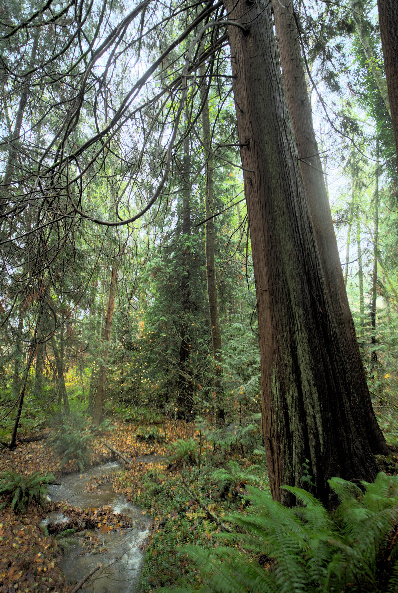 backyard: serene creek, mature trees, and local wildlife - 1114 Pawnee Ln