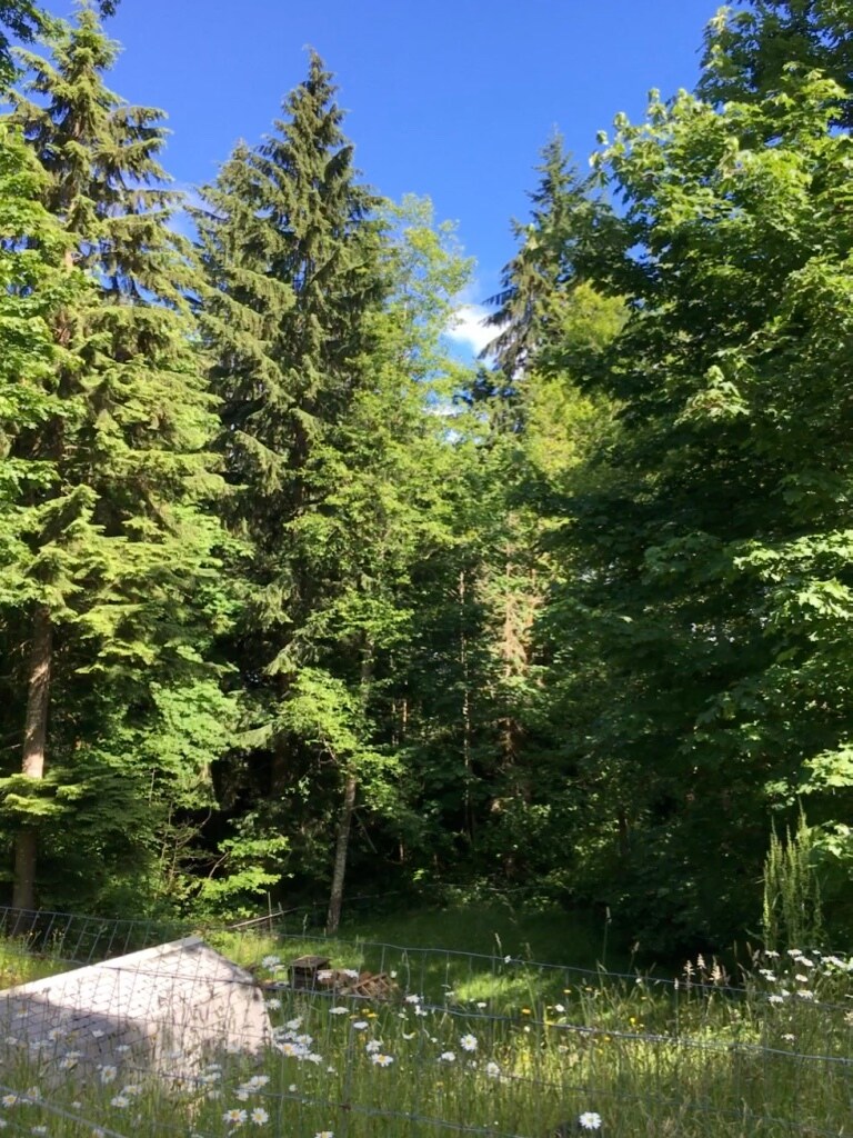 Forest View of 5 acres in Backyard - 13210 Wagon Wheel