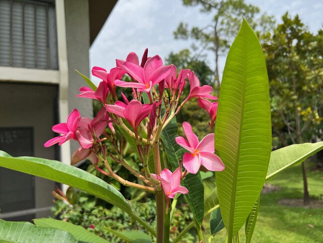 Beautiful flowers outside the unit - 1733 Courtyard Way