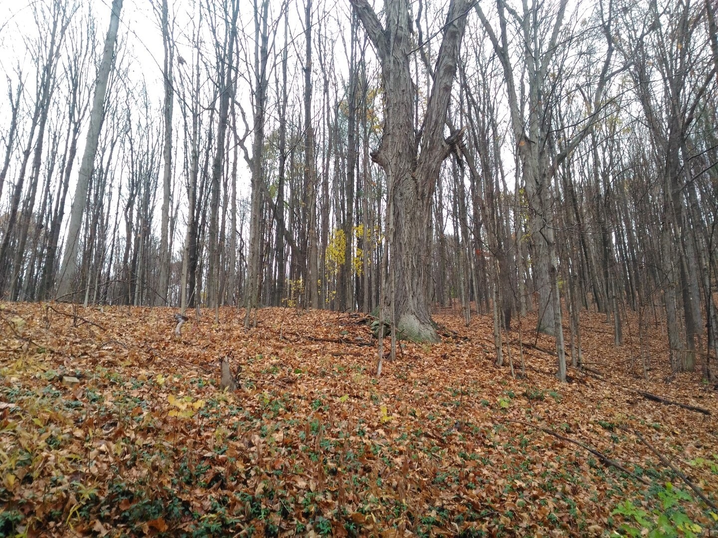 Building Photo - 5367 NY-7