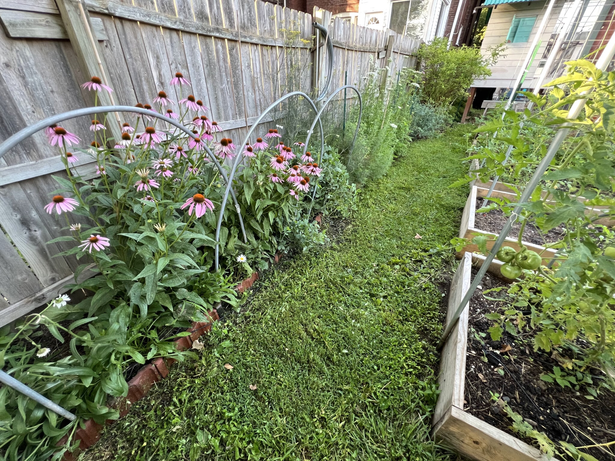 Perennials - 3817 Lafayette Ave