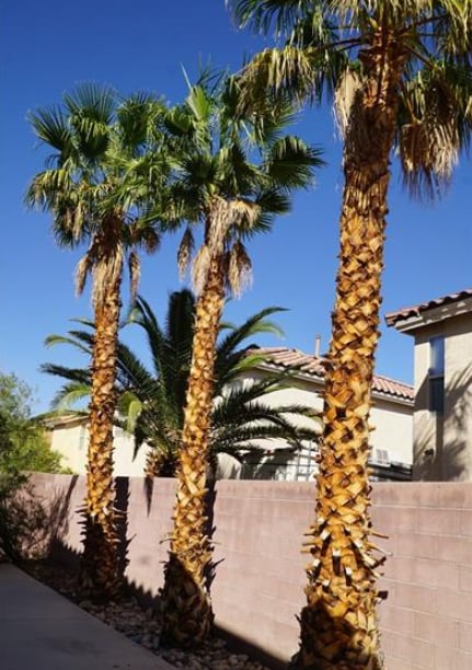 Building Photo - 5520 Anticipation Ct