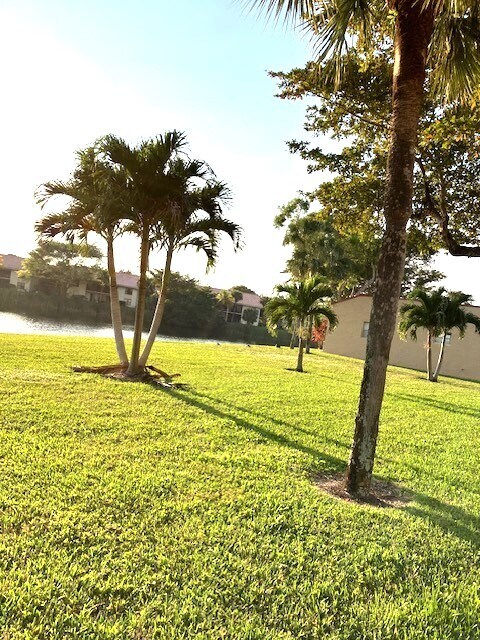 Backyard - 317 Lake Evelyn Dr