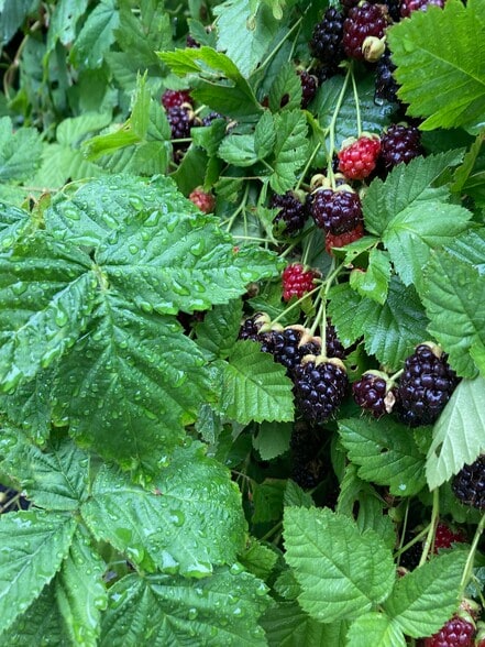 Building Photo - 3203 Trellis Ln