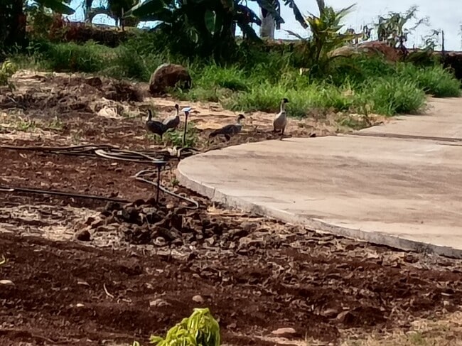 Building Photo - 257 Hokiokio Pl