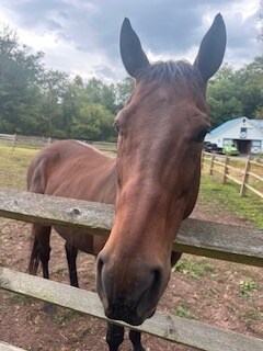 Building Photo - 1320 St Peters Rd