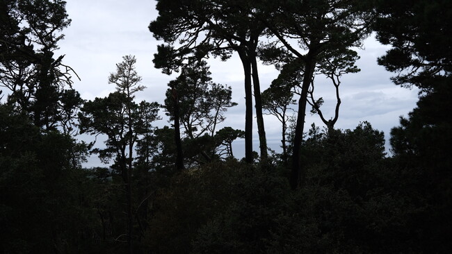 Ocean view from deck - 250 Forest Ridge