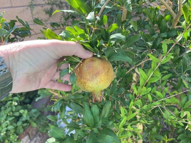 Building Photo - Green Valley!! Gated!! 4 Bedrooms!! Bed & Bath Downstairs!!  TANKLESS WATER HEATER!!! Covered pat...