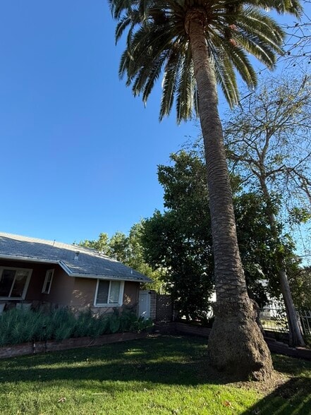palm tree - 5208 Woodman Ave