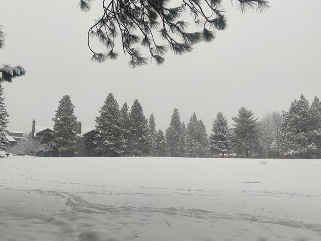 Main lawn - 18575 SW Century Dr