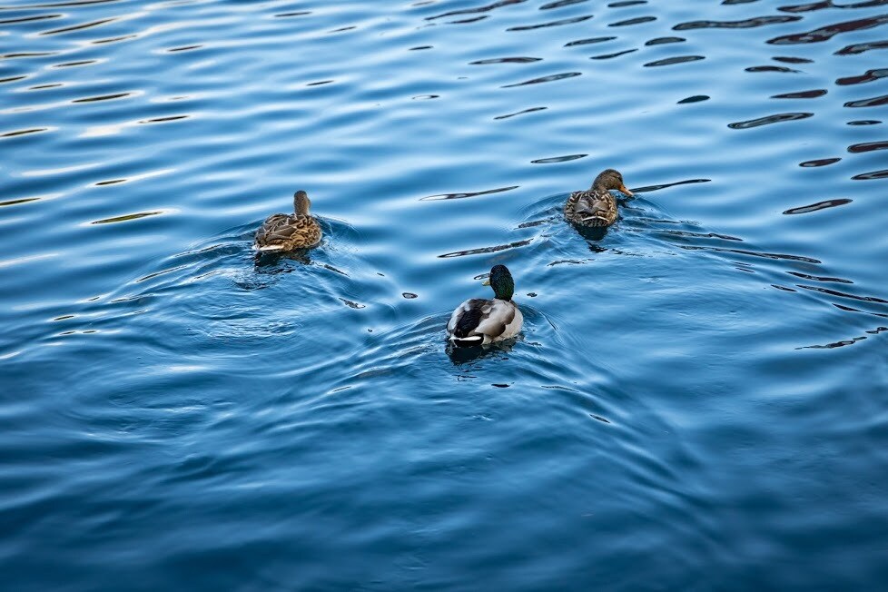 Building Photo - 13203 97th Ave E