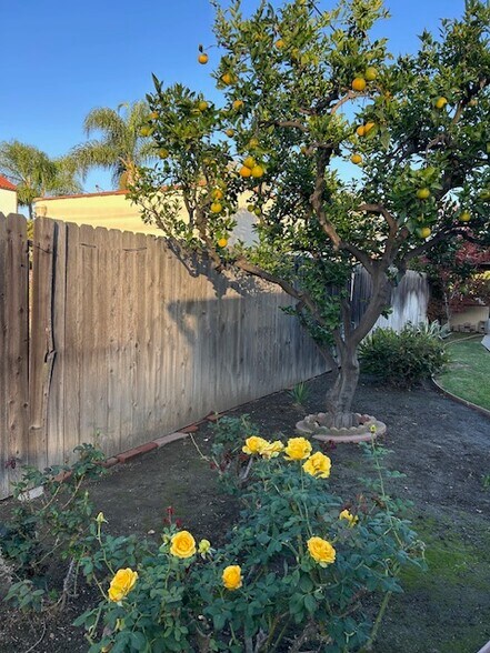 Orange Tree - 3731 Lewis Ave