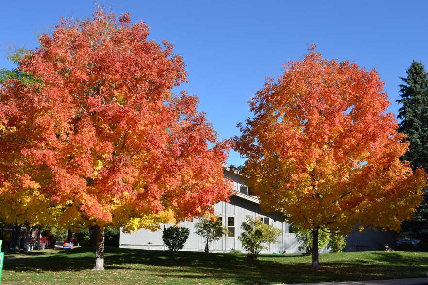 Stunning front yard maples in fall - 3171 Westwood Ct