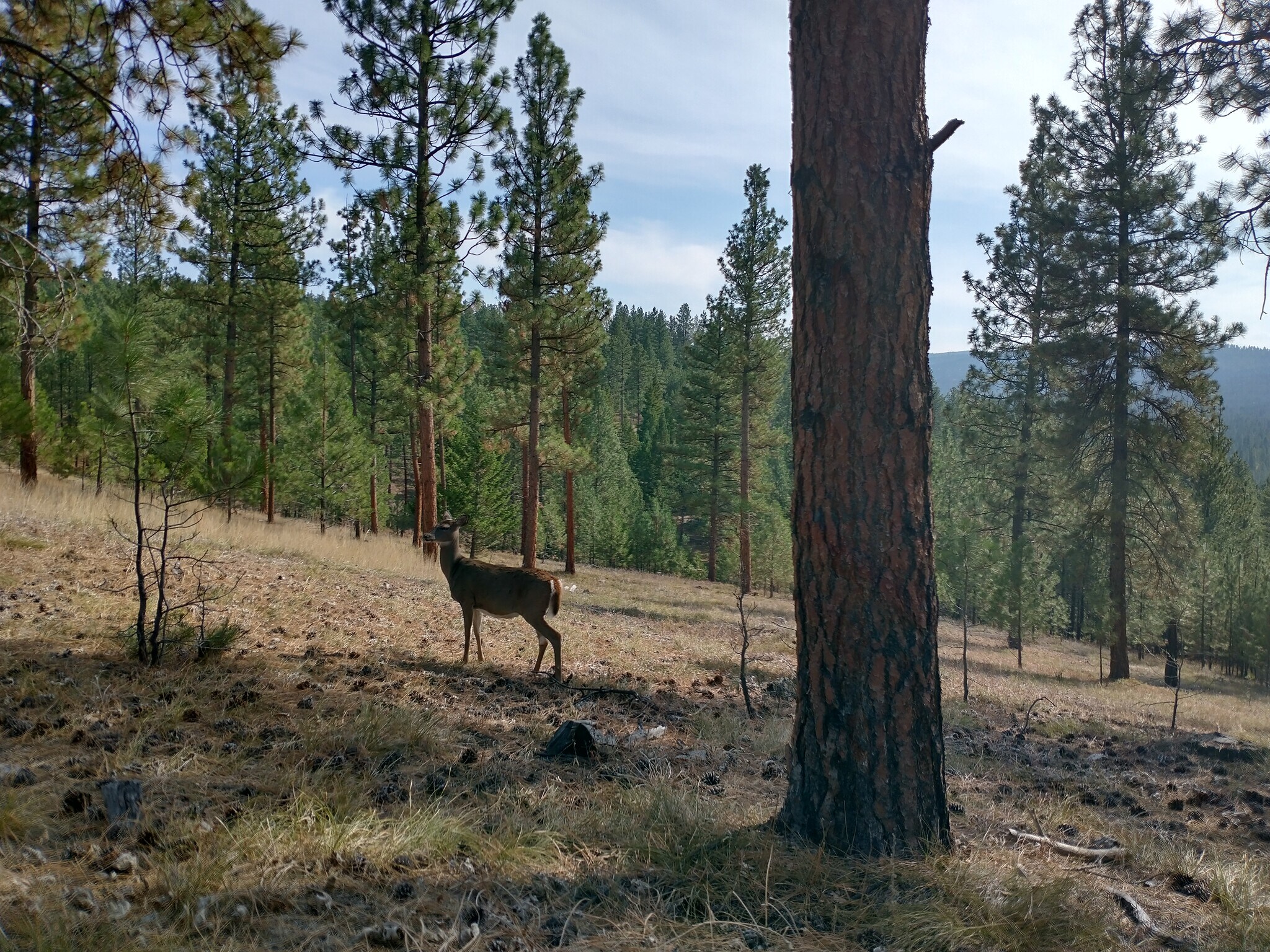 Deer on the land - 2115 Ridge Ranch Rd