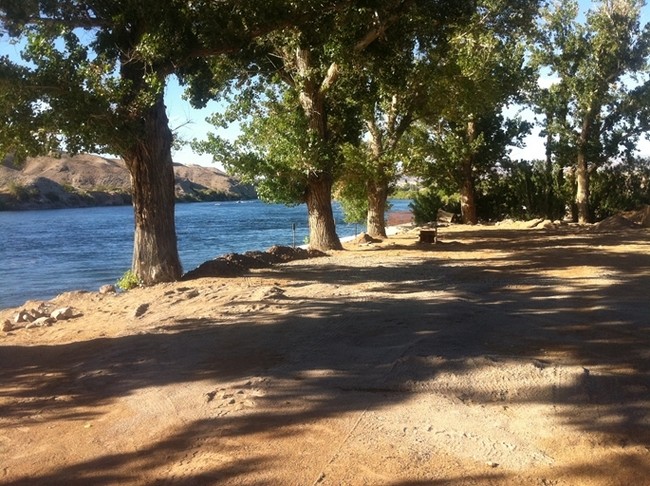 Mature Cottonwoods - Pier 95