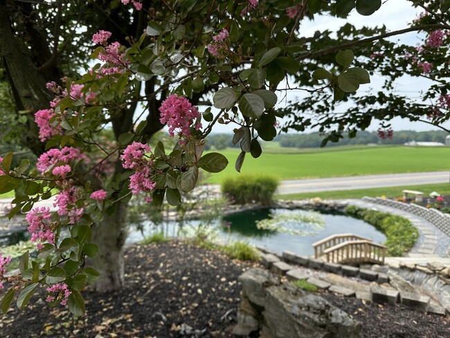 View of the fish pond - 6245 Iron Bridges Rd