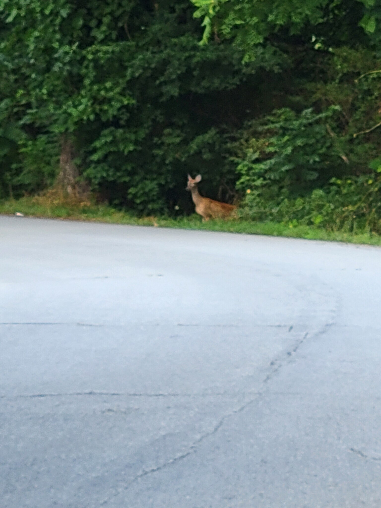 Building Photo - 202 Clemson St