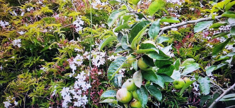 Garden with apple tree and Jasmine flowers - 2160 22nd Ave