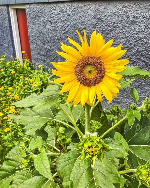 Building Photo - 159 Forest Hills St