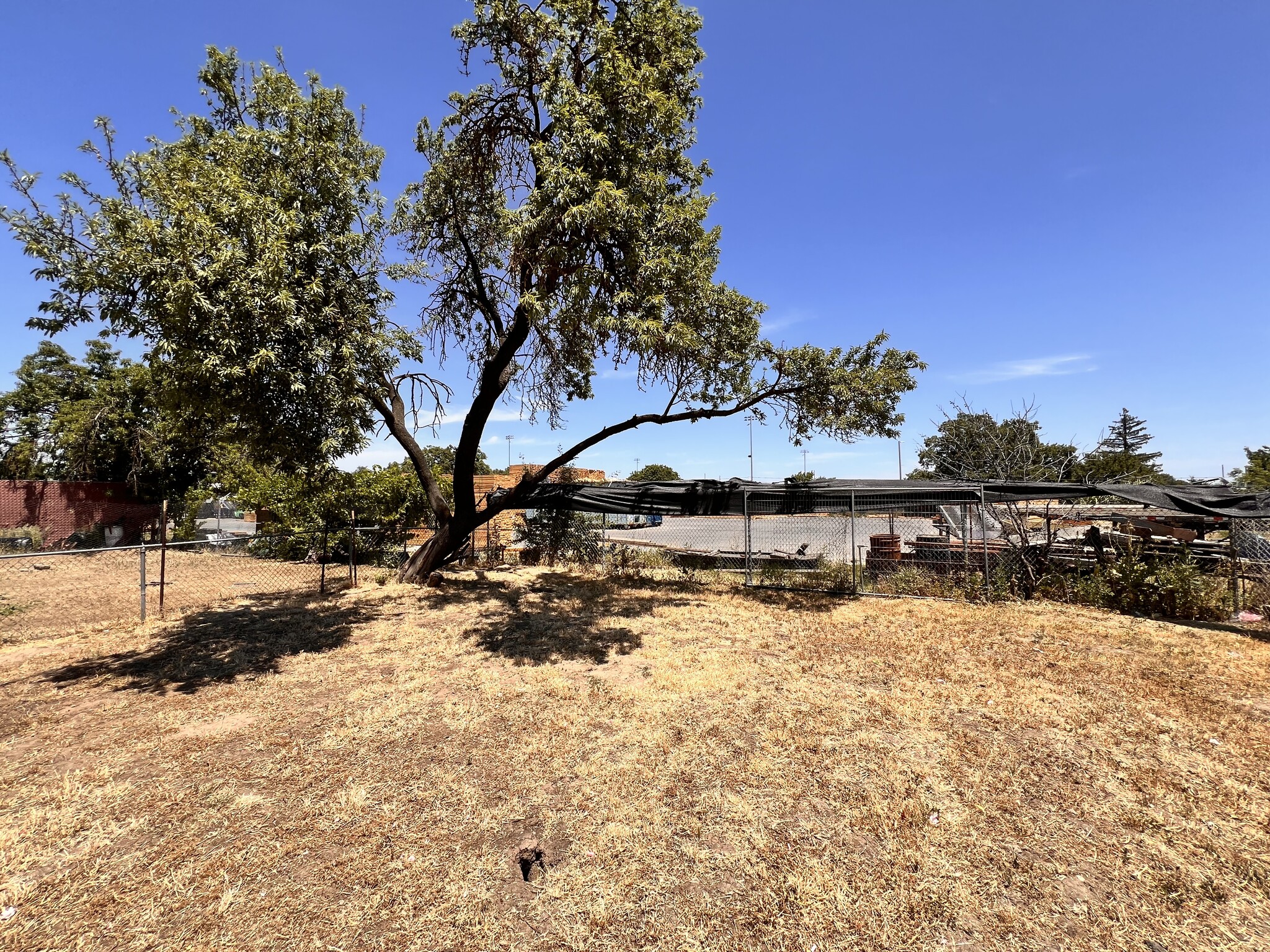 Almond tree in backyard corner - 546 N Gertrude Ave