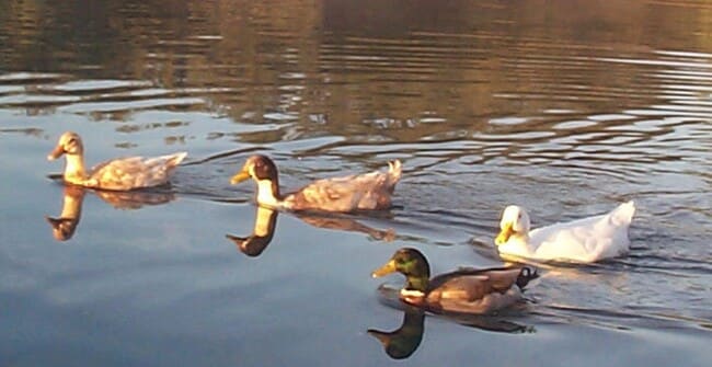 Building Photo - Spacious 2bd/2bath + Den home in gorgeous community (there's a lake!)