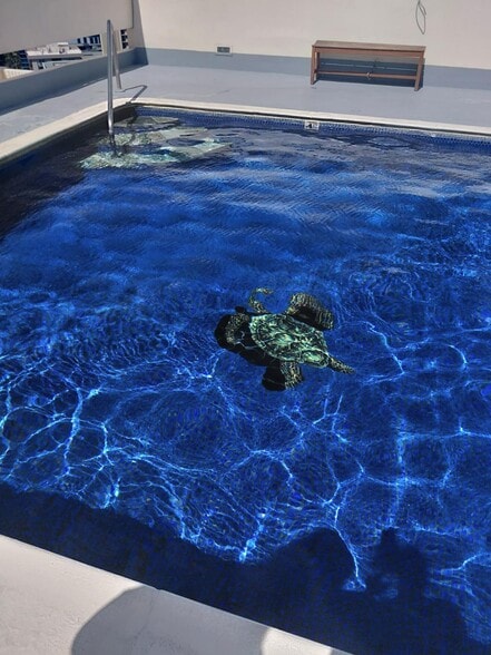 Rooftop Swimming Pool - 1655 Makaloa St