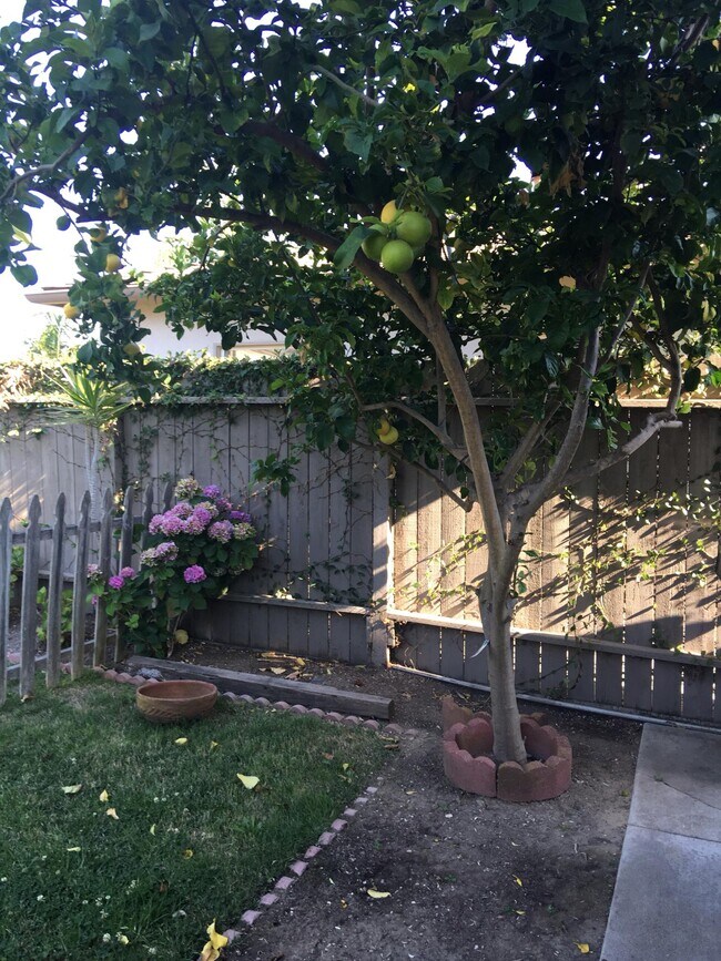 Lemon tree - 3731 Lewis Ave