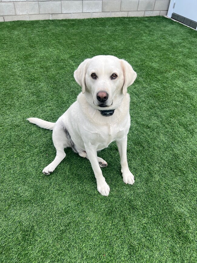 Building Photo - 4862 N Mangrove Ave