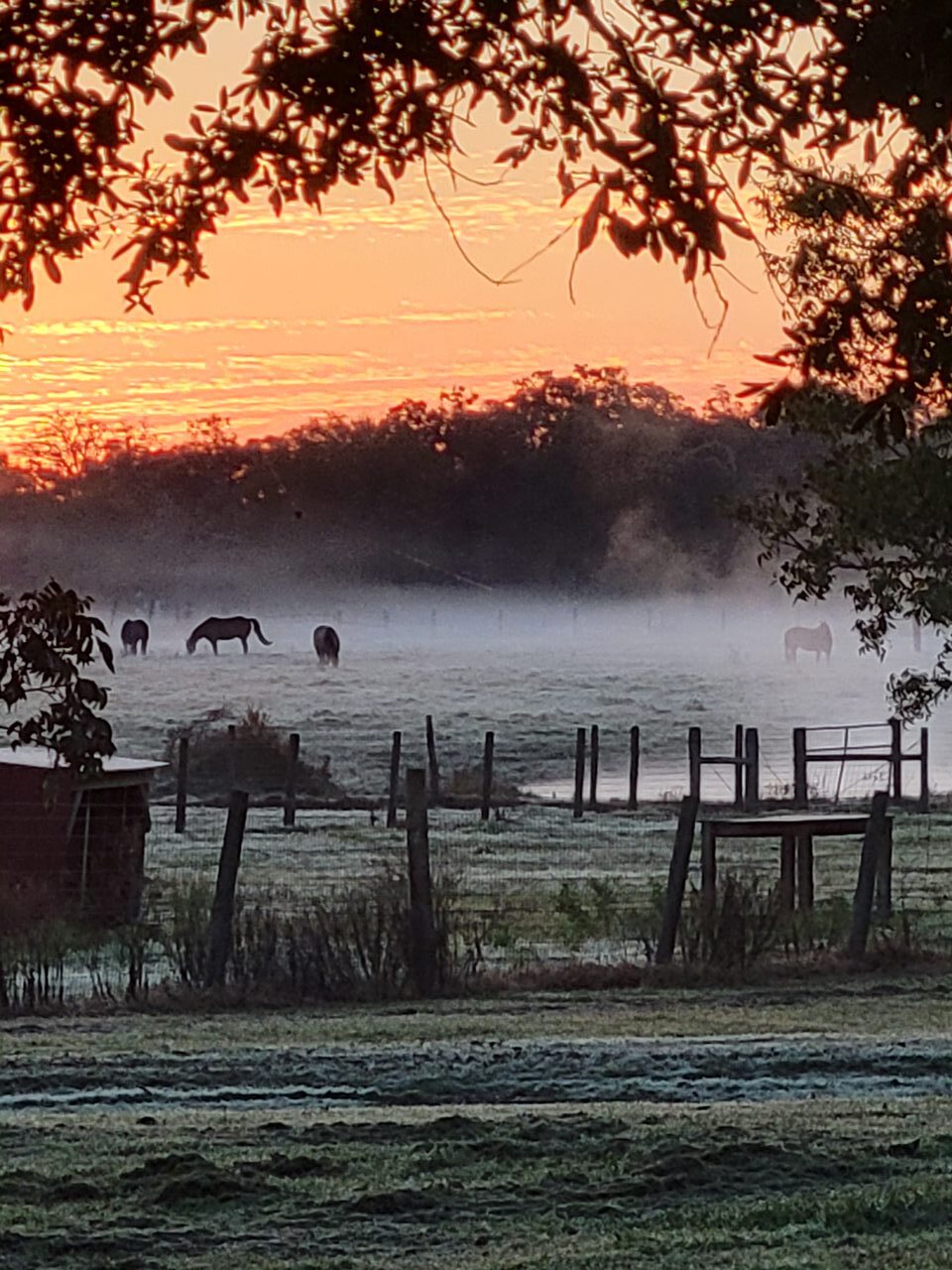 Backyard views - 3162 E Fm 389