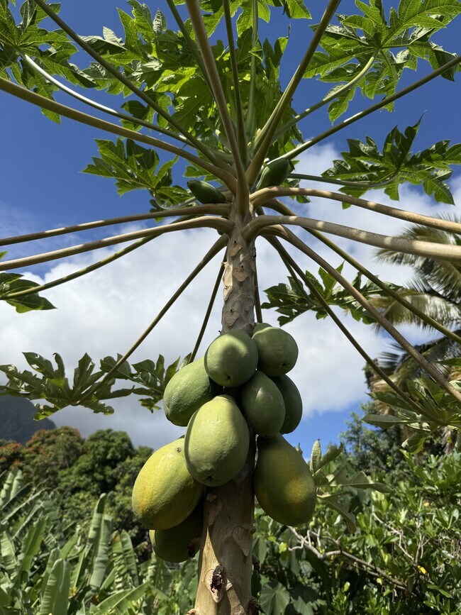 Building Photo - 46-305-305 Hoauna St