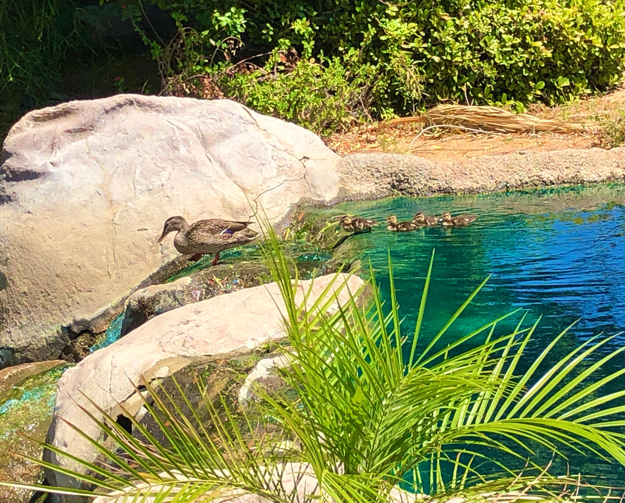Ducks in stream w/ babies - 116 Avellino Cir