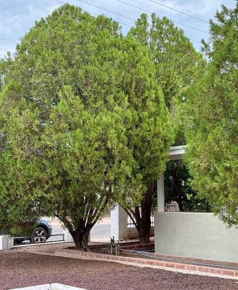 Lemon Trees - 1546 N Magnolia Ave