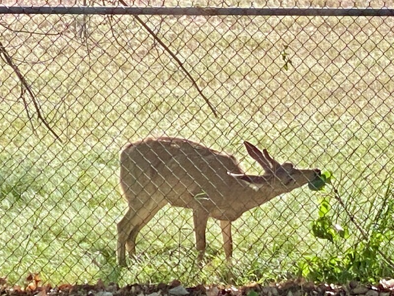 Building Photo - 11440 Sandy Creek Dr