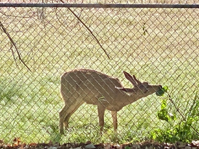 Building Photo - 11540 Sandy Creek Dr