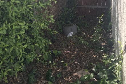 Dog run 1/2 of it. Continues - 1236 10th St