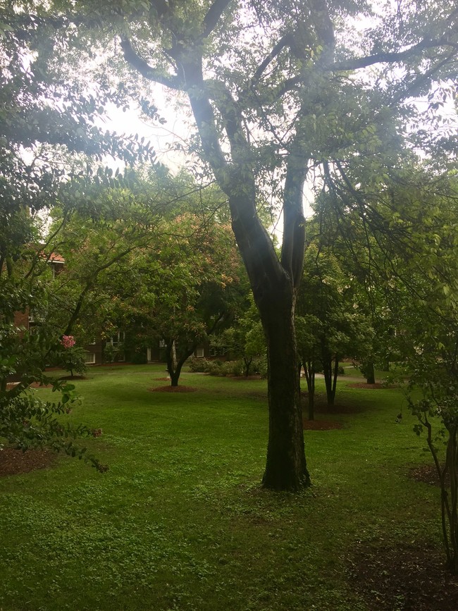 Courtyard - Sterling Court Apartments