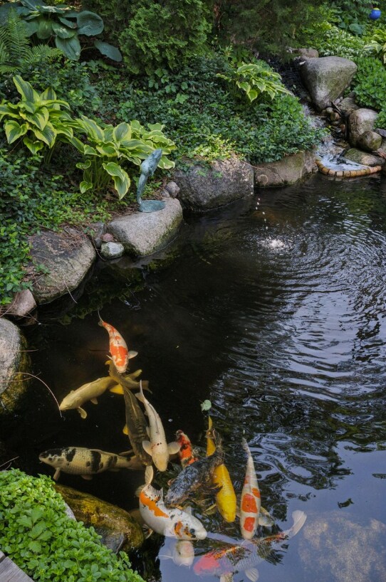 Our beautiful Koi Pond. Serene waterfall in warm months! - 2601 Portland Ave