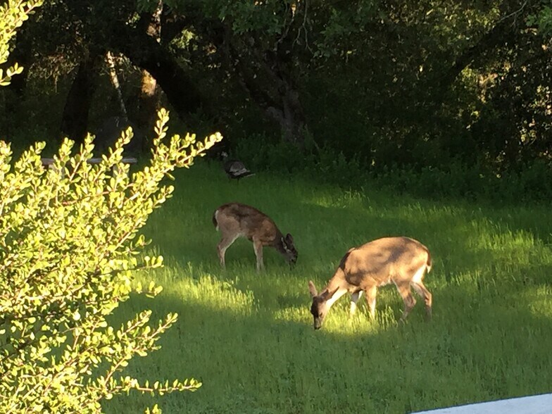 Greenbelt w/ wildlife - 2103 Stonefield Ln